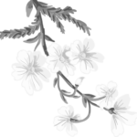 flora-flowers